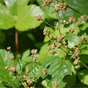 Swamp Dewberry