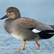 Gadwall