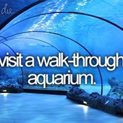 Visit a Walk-Through Aquarium