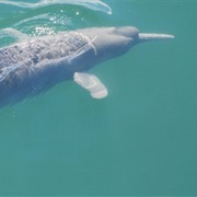 Araguaian River Dolphin
