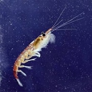 Krill