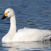 Swan