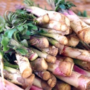 Japanese Spikenard (Aralia Cordata)