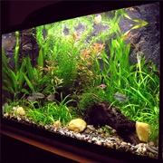 Fish Tank