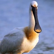Urdaibai Biosphere Reserve, Spain