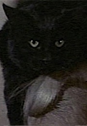 Black Cat, Tales of Terror (1962)