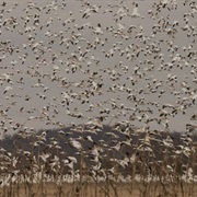 Middle Creek Wildlife Management Area, Pennsylvania