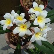 Plumeria