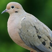 Dove