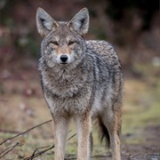 Coyote