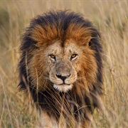 An Adult Lion's Roar Is So Loud; It Can Be Heard Up to Five Miles Away.