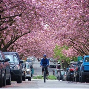 Cherry Blossom Festival
