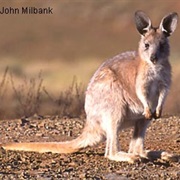 Wallaroo
