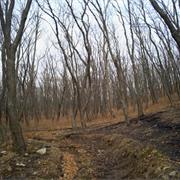 Central Sikhote-Alin