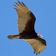 Turkey Vulture