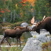 Moose Safari in Foret Montmorency, Quebec