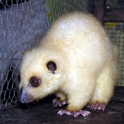Northern Common Cuscus