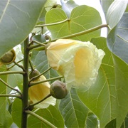 Indian Tulip Tree (Thespesia Populnea)