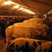 Houtem Jaarmarkt (Livestock Trading Market), Belgium