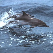 Clymene Dolphin