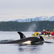 Kayaking With Orca in Canada