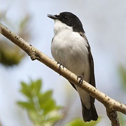 Europea Pied Flycatcher