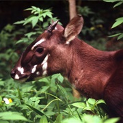 Saola