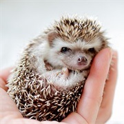 Hold a Hedgehog