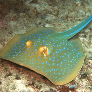 Bluespotted Ribbontail Ray