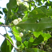 White Aspen (Acronychia Oblongifolia)
