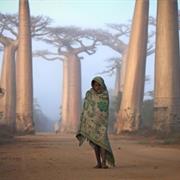 Madagascar's Baobab Alley