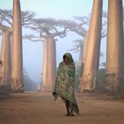 Madagascar&#39;s Baobab Alley