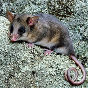 Mountain Pygmy Possum