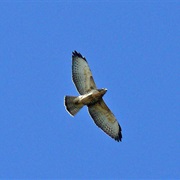 Other Buteo Hawks