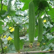 VIETNAMESE LUFFA