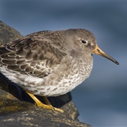 Purple Sandpiper