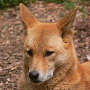 Dingo
