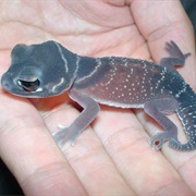 Gecko