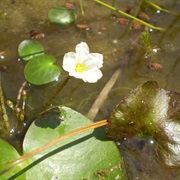 Big Floatingheart (Nymphoides Aquatica)