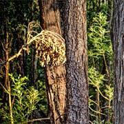 Alfred National Park (VIC)