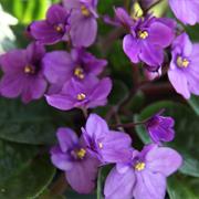 African Violet