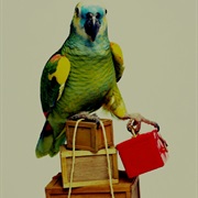 Parrot Running Away From Home