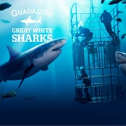 Great White Sharks of Isla Guadalupe, Mexico