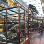 National History Museum