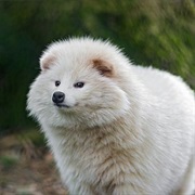 Raccoon Dog