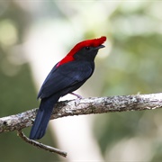 Helmeted Manakin (Antilophia Galeata)