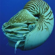 Which Animals Are the Oldest Living Species on Earth?