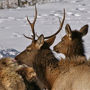 A Gang of Elks