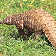 Indian Pangolin