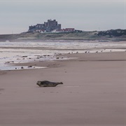 Ross Back Sands Beach, Northumberland